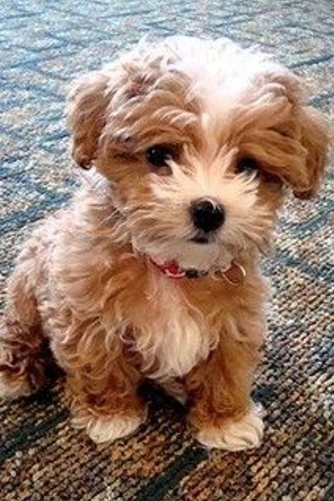 Chien miniature aux poils frisés marron et blancs Dog Breeds That Dont Shed, Beautiful Puppies, Puppy Mom, Funny Puppy, Cesar Millan, Söt Katt, Favorite Animals, Yorkie Puppy, Teacup Puppies