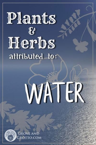 Plants and herbs of Water Witchcraft Water, Wicca Elements, Element Magic, Sea Witchcraft, Witches Grimoire, Elemental Magick, Magick Herbs, Water Spells, Eclectic Witchcraft