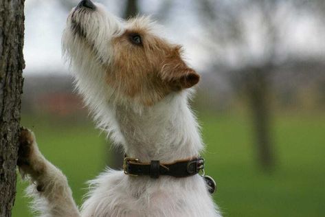 15 Things to Know About the Parson Russell Terrier Dog Breed | Your Dog Advisor Parsons Terrier, Parson Jack Russell, Jack Terrier, Jack Russell Terrier Puppies, Jack Russell Puppies, Parson Russell Terrier, Terrier Breeds, Dog Shedding, Jack Russel