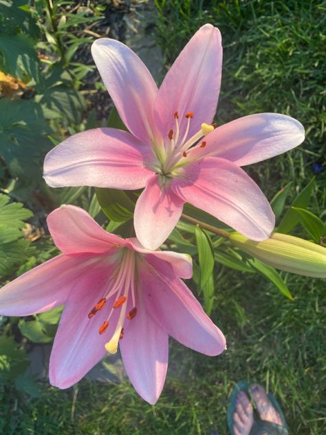 Pink Lilies, Flower Types, Lilly Flower, Theme Nature, Lily Flowers, Pink Water, Nothing But Flowers, Flower Therapy, Beautiful Bouquet Of Flowers