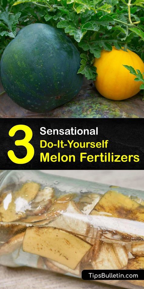 Whether you’re growing watermelon plants or planning to grow cantaloupe, learn how to make your own plant food. Make granular or liquid fertilizer to enrich the soil using Epsom salts, banana peels and compost so your watermelon plant thrives. #homemade #fertilizer #melons How To Make Fertilizer At Home, Honeydew Melon Plant, When To Fertilize Fruit Trees, Watermelon Plants, When To Harvest Cantaloupe, Fermented Plant Juice Fertilizer, Harvesting Cantaloupe, Grow Cantaloupe, Growing Watermelon