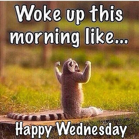 Happy Wednesday Memes to Post to Social Media Wednesday Morning Quotes Funny, Wednesday Work Meme, Funny Wednesday Memes, Funny Wednesday Quotes, Funny Wednesday, Happy Wednesday Pictures, Wednesday Memes, Wednesday Morning Quotes, Wednesday Humor