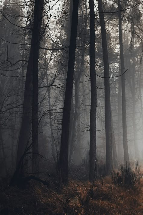 Dark Outdoor Aesthetic, Dark Natrulisum Aesthetic, Spooky Woods Aesthetic, Spooky Forest Aesthetic, Dark Oak Forest, In The Woods Aesthetic, Dark Forestcore, Dark Cottagecore Wallpaper, Dark Academia Forest