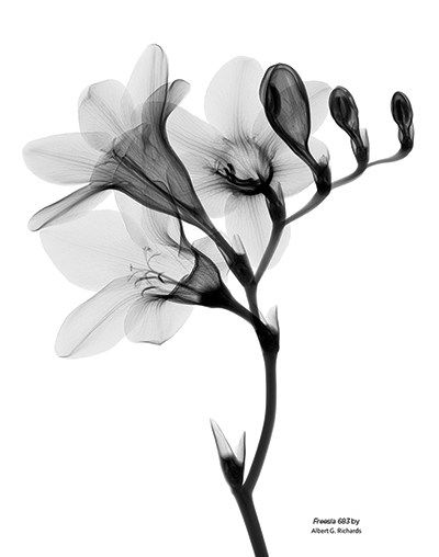 Xray Flower, Flor Tattoo, Xray Art, Afrique Art, Floral Tattoo Sleeve, Transparent Flowers, Spine Tattoos, White Photo, X Ray