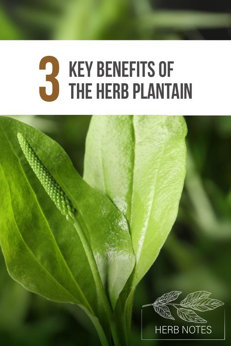 Herb Notes: The Benefits of the Herb Plantain – LearningHerbs Plantain Benefits, Herb Notes, Plantain Herb, Herb Benefits, Botanics Skin Care, Plantain Leaves, Herbal Salves, Savory Herb, Canker Sore