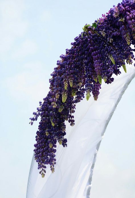 Lupine Wedding, Hydrangea Wedding Arch, Lupin Flower, Lilac Hydrangea, Hydrangea Wedding, Flower Wedding, Wedding Florals, Wedding Arch, Wedding Modern