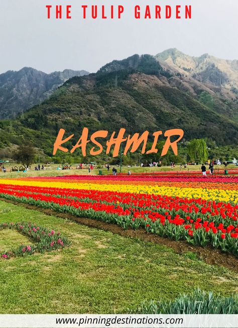 With more than one million tulip bulbs planted, Indira Gandhi Memorial Tulip Garden is the largest Tulip garden in Asia, situated in Srinagar, Kashmir and the second largest in the world after Keukenhof Gardens, situated in South Holland, Netherlands. Click on the link to know all about Tulip Garden Kashmir - how it was created, best time to visit, how to reach etc #Kashmir #Tulipgarden#Srinagar Kashmir Trip, Mountain Aesthetic, South Holland, Tulip Festival, Tulips Garden, Tulip Bulbs, Srinagar, Jammu And Kashmir, Planting Bulbs