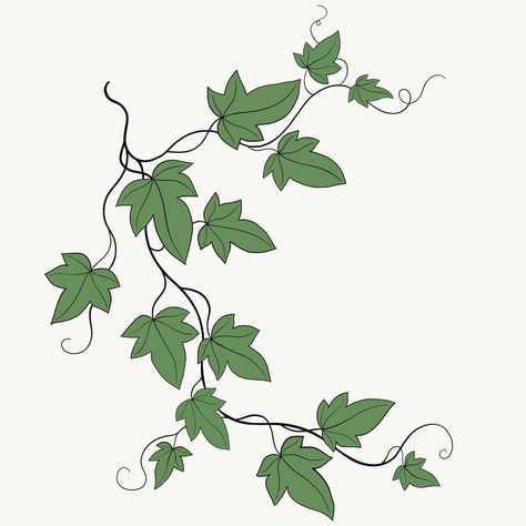 Floral ivy drawing decorative ornament flat design. Ivy Leaf Drawing, Ivy Doodle, Ivy Illustration, Ivy Drawing, Vines Drawing, Ivy Draw, Vine Clipart, Painted Vines, Ivy Tree