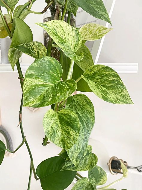 Pothos Marble Queen, Plant Calendar, Marble Pothos, Pothos Varieties, Plants Pothos, Pothos Care, Large Leaf Plants, Plants Wishlist, Wishlist Plants