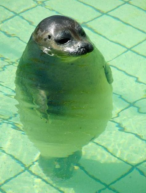 25 Animals That Are Too Fat To Function - BuzzFeed Mobile Fat Animals, Cute Animal Memes, Baby Seal, Cute Critters, Cutest Animals, Cavalier King Charles Spaniel, Cavalier King Charles, Amazing Animals, Australian Shepherd