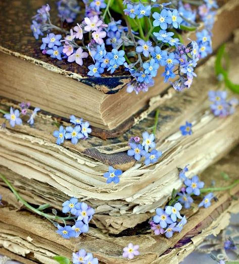 Forget Me Not Book, Pretty Backrounds, Forget Me Nots Flowers, Forget Me Not Flowers, Nothing But Flowers, Forget Me Nots, Language Of Flowers, Blue Books, Spring Vibes