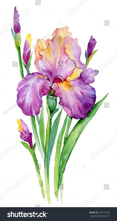 purple iris. illustration watercolor iris/ flower isolated on white background Iris Illustration, Iris Drawing, Watercolor Iris, Iris Painting, Watercolor Flowers Tutorial, Flower Stock, Watercolor Paintings For Beginners, Iris Flower, Flower Sketches