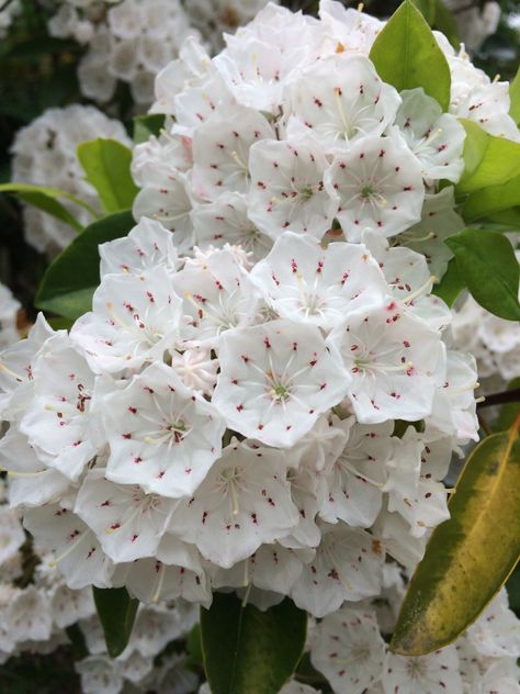 Native Mountain Laurel.  Each and every stamen is spring loaded! Mountain Laurel Flower, Laurel Flower, Flowers Mountain, Mountain Wildflowers, Fav Flower, Flower Types, Strange Flowers, Tattoo Reference, Mountain Laurel