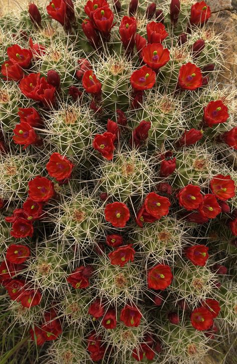 . Cactus Planta, نباتات منزلية, Blooming Cactus, Flowers Growing, Desert Flowers, Desert Garden, Cactus Flowers, Agaves, Desert Plants