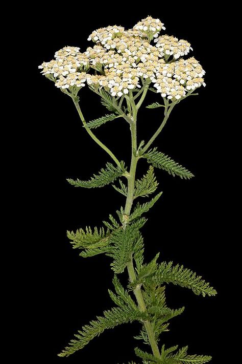 Flowers Name In English, Flowers Name, Yarrow Flower, Achillea Millefolium, Most Popular Flowers, Attracting Beneficial Insects, Popular Flowers, Attract Butterflies, Traditional Medicine