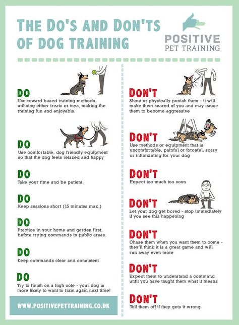 Dog Body Language, Puppy Tips, Puppies Tips, Puppy Time, Dog Brain, Pet Tips, Dog Facts, Dog Things, Dog Info