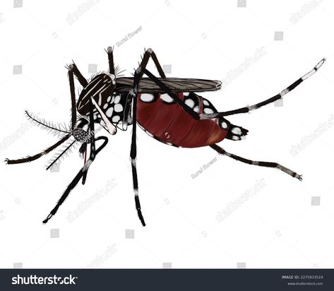 Flower Shutterstock, Mosquito Drawing, 3d Objects, Free Stock Photos, Stock Illustration, Photo Image, Every Day, Stock Images, Portfolio