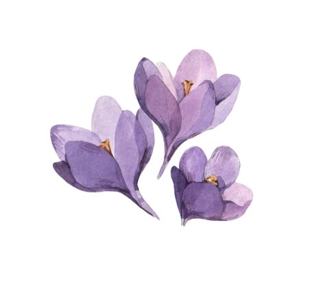 Crocus Flower, Flower Art Drawing, Flower Icons, Purple Themes, Flower Art Painting, Purple Aesthetic, Flower Illustration, Flower Drawing, Purple Flowers