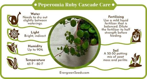 Peperomia ruby cascade care infographic Peperomia Ruby Cascade, Homemade Insecticide, Tall Potted Plants, Peperomia Plant, Rooting Hormone, Full Sun Plants, Organic Compost, Sun Plants, Liquid Fertilizer