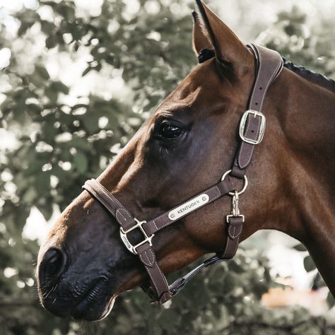 Halters l Grooming Halter, Sheepskin Halter, Anatomic Halter, Shipping Halter Halter Horse, Equestrian Supplies, Horse Halters, Horse Halter, Horse Rugs, Leather Halter, Horse Life, Horse Farms, Saddle Pads