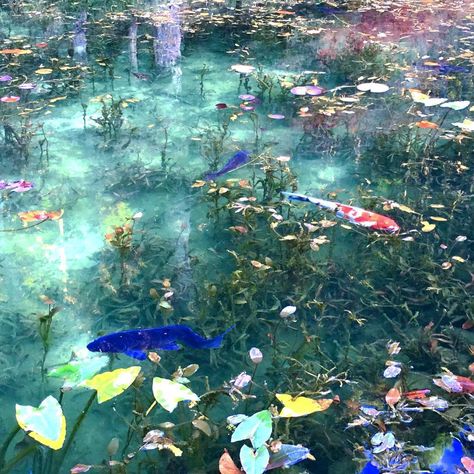 Monet's Pond, Seki City, Gifu Prefecture, Japan Monet Pond, Faerie Aesthetic, Calming Images, Bubble Painting, Art Chinois, Pond Life, Lotus Pond, Underwater Photos, Landscaping With Rocks