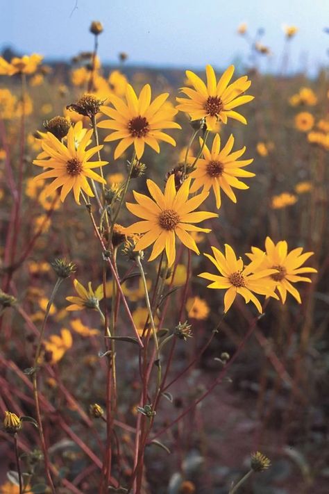 Keystone Plant Species | Prairie Nursery Western Flowers, Prairie Aesthetic, Prairie Nursery, Wild Sunflowers, Prairie Plants, Pagoda Dogwood, Plant Tattoos, Red Twig Dogwood, Front Yard Plants