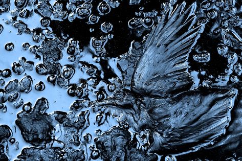 Oil pollution. Dead bird in wather polluted with oil , #Affiliate, #Dead, #pollution, #Oil, #bird, #oil #ad Magdiel Lopez, Dead Bird, Oil Pollution, Higher Art, Water Projects, Water Pollution, Alien Design, Oil Spill, Still Life Photos