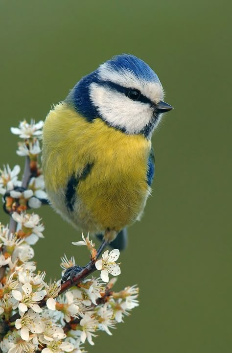 Bird Pictures, Pretty Birds, Bird Photo, Colorful Birds, Watercolor Bird, Bird Garden, Cute Birds, Little Birds, Bird Photography