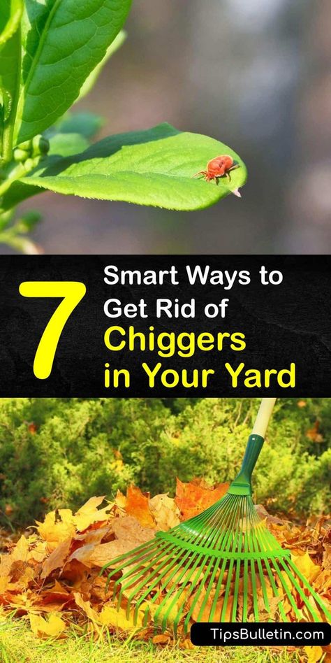 Learn how to get rid of chiggers, AKA red bugs, without calling pest control. Mow your lawn to discourage chigger larvae, or spray an insect repellent containing DEET or permethrin. Plus, find out how to treat chigger bites with products like calamine lotion. #chiggers #yard #getridof Chiggers Get Rid Of Bites, Red Bugs Remedy, How To Get Rid Of Chiggers, How To Get Rid Of Chiggers In Yard, Chiggers Get Rid Of In Yard, Shady Backyard, Red Bugs, Home Pest Control, Bug Repellant