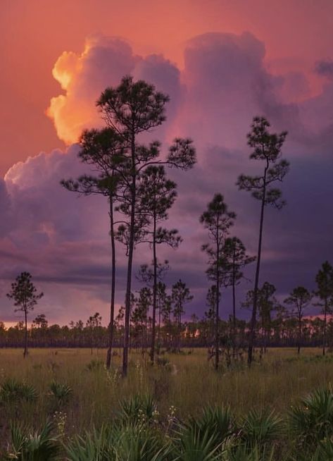 Florida Fall Aesthetic, Coastal Gothic, Aesthetic Feelings, Louisiana Landscape, Beautiful Swamp Aesthetic, Louisiana Swamp Aesthetic, Florida Wallpaper, Florida Gothic, Wild Florida