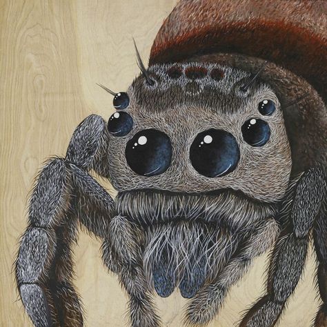 Spider Artwork, Paint Animals, Spider Drawing, Jumping Spiders, Painted Backdrops, Spider Art, Jumping Spider, Animal Book, Praying Mantis