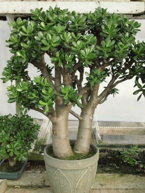 Crassula ovata (Jade Plant, Money Tree, Friendship Tree) is a large well-branched, compact, rounded, evergreen shrub, up to 6 feet... Jade Plant Bonsai, Jade Plant Care, Jade Bonsai, Jade Tree, Jade Plant, Crassula Ovata, Succulent Gardening, Jade Plants, Bonsai Plants