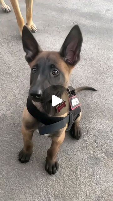 L̸o̸y̸a̸l̸ w̸o̸l̸f̸ on Instagram Funny Doberman, Husky Barking, Dog Sign Language, Belgian Malinois Training, Malinois Training, Belgian Malinois Training Videos, Funny Dog Fails, Funny German Shepherd Videos, Belgian Malinois Agility