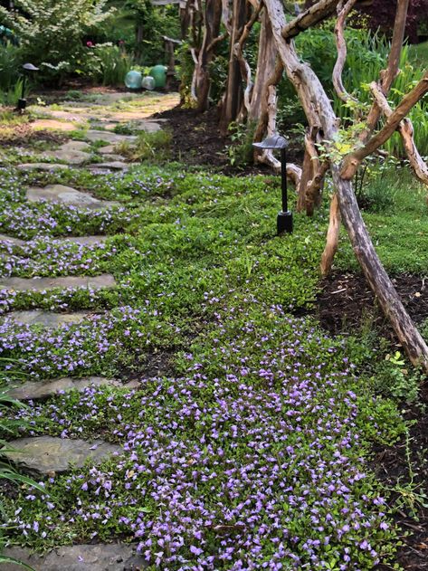 Pretty Pathways, Hydrangea Petiolaris, Garden Pathways, Hillside Garden, Climbing Hydrangea, Walkways Paths, Sloped Garden, Garden Walkway, Fine Gardening