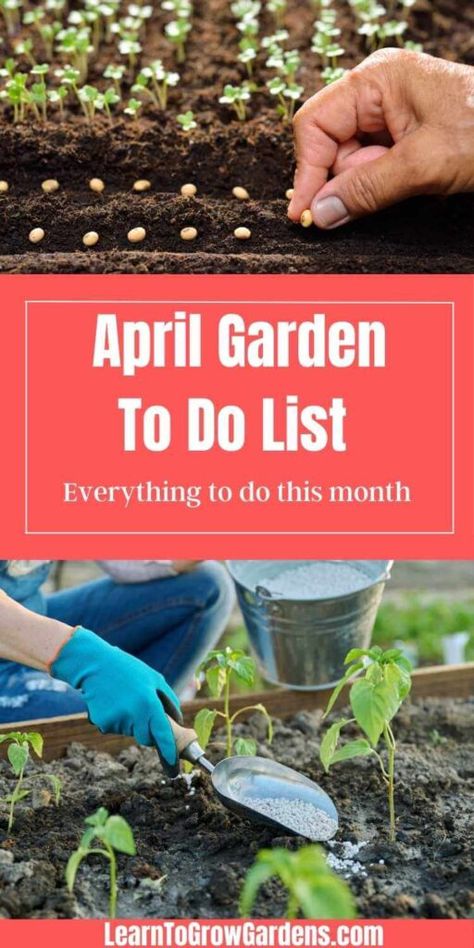 April Garden To Do List - Knowing what to do in the garden in April is easy with our April gardening guide and April gardening tips. Get a head start on the April garden tasks for your vegetable garden, raised bed garden or flower garden. Full of spring gardening ideas and spring gardening tips. Spring Gardening Ideas, Garden To Do List, Seed Starting Chart, Gardening Checklist, April Gardening, Hosta Care, Growing Spinach, Spring Clean Up, Raised Bed Garden