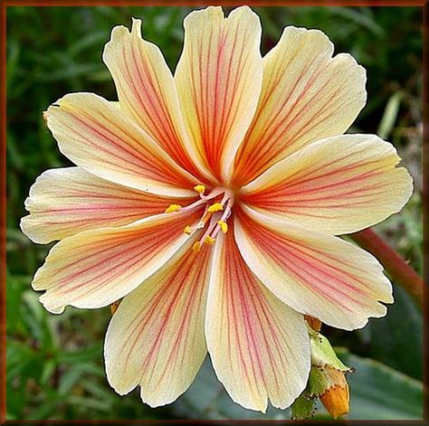 Lewisia Lewisia Flower, Small Flowering Plants, Jungle Flowers, Flower Bird, Beautiful Rose Flowers, Fragrant Flowers, Beautiful Flowers Pictures, Big Flowers, Butterfly Flowers