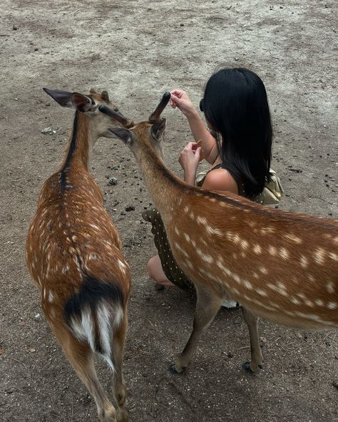 Feeding the very sweet (and sometimes assertive) deer at Nara Park, which I enjoyed far more than expected 🥹🤍 Watching mochi being handmade and eating the best I’ve ever had at Nakatanidou. Escaping to @wadcafe for tea and quiet in Osaka. Bonding with the bookshop owner @colombo_cornershop over our love of cats Nara Park, Japan Itinerary, Deer Park, Beautiful Streets, Japan Photo, Going On A Trip, Cute Poses For Pictures, Cute Poses, Beautiful Architecture