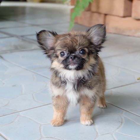 Chihuahua puppy for sale American Mastiff, Teacup Chihuahua For Sale, Chihuahua For Sale, Merle Chihuahua, Scottish Terrier Puppy, Chihuahua Breeds, Teacup Chihuahua Puppies, Chihuahua Puppies For Sale, Mastiff Puppies