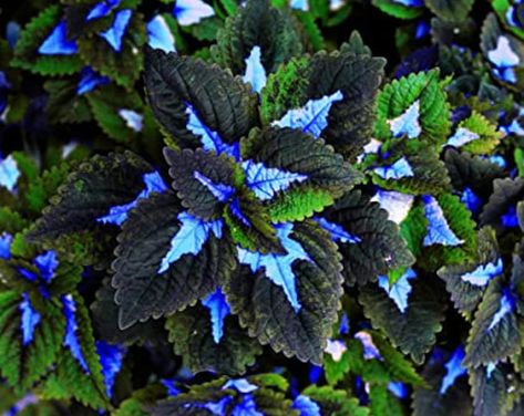 Coleus Neon Blue 20 Seeds Coleus Scutellarioides | Etsy California Wildflowers, Sweet Pea Seeds, Shade Garden Plants, Seed Starting Mix, Hosta Gardens, Seed Shop, Plant Lighting, Herb Seeds, Seed Starting