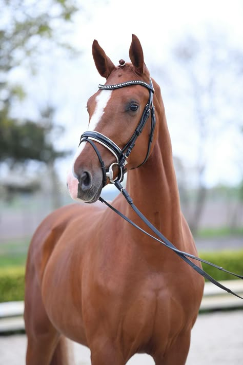 Danish Warmblood, Chestnut Thoroughbred, Throughbred Horses, Horses English, English Thoroughbred, Horses To Draw, Horse Photography Ideas, Horses Stables, Chestnut Horses