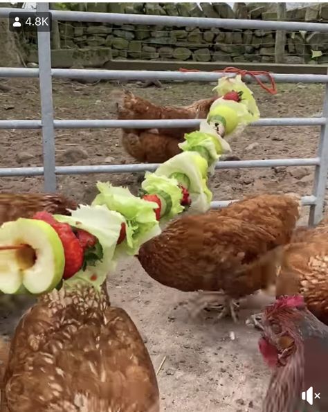 Diy Chicken Toys, Reban Ayam, Happy Chickens, Chicken Coop Garden, Chicken Kebab, Backyard Chicken Coop Plans, Chicken Coup, Diy Chicken Coop Plans, Chicken Toys