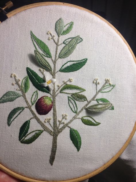 My first real attempt at stumpwork - so easy! Olive branch design from Sachiko Morimoto, but I changed the stumpwork leaves so the stitching could be seen on the back too - didn't follow her instructions. One leaf is in Cottage Garden stranded thread - salvia, I think - to give a simulated shine to the leaf. Olive Tree Embroidery, Stumpwork Leaves, Olive Branch Embroidery, Embroider Leaves, Olive Embroidery, Olive Branch Design, Fabric Flower Bouquet, Embroidery Leaf, Embroidery Lessons