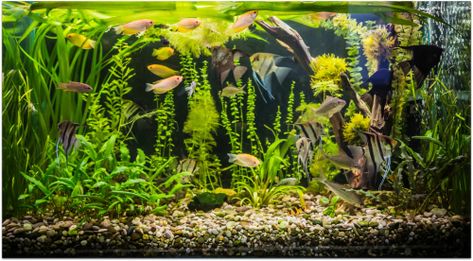 55 Gallon Tank, Aquarium Photos, Tropical Fish Tanks, Aquarium Gravel, Fresh Water Fish Tank, Led Aquarium Lighting, 55 Gallon, Aquarium Lighting, Exotic Fish