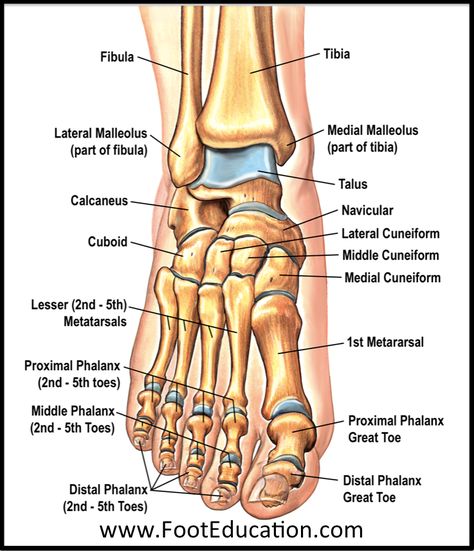 Anatomy of the Foot and Ankle | OrthoPaedia Ankle Bones Anatomy, Podiatry Medical Assistant, Bone Structure Anatomy, Leg Bones Anatomy, Ankle Anatomy, Joints Anatomy, Human Skeleton Anatomy, Foot Anatomy, Anatomy Bones