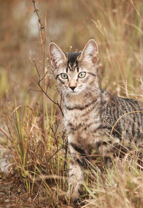 Light Brown Tabby Cat, Dark Brown Tabby Cat, Brown Tabby Cat Aesthetic, Cat With Stripes, Light Brown Cat, Pale Ginger, Cats Brown, Brown Tabby Cat, Brown Tabby