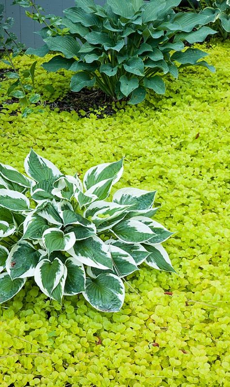 Chartreuse Plants, Lysimachia Nummularia, Hosta Gardens, Planting Ideas, Landscape Architecture Design, High Altitude, Shade Plants, Shade Garden, Container Plants