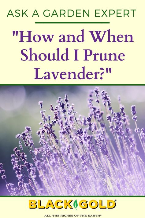 How To Prune Lavender, Pruning Lavender Plants, How To Grow Lavender From Cuttings, Prune Lavender Plant, Lavender Pruning Tips, When To Prune Lavender Plants, How To Prune Lavender Plant, When To Plant Lavender Outside, Pruning Lavender In Fall