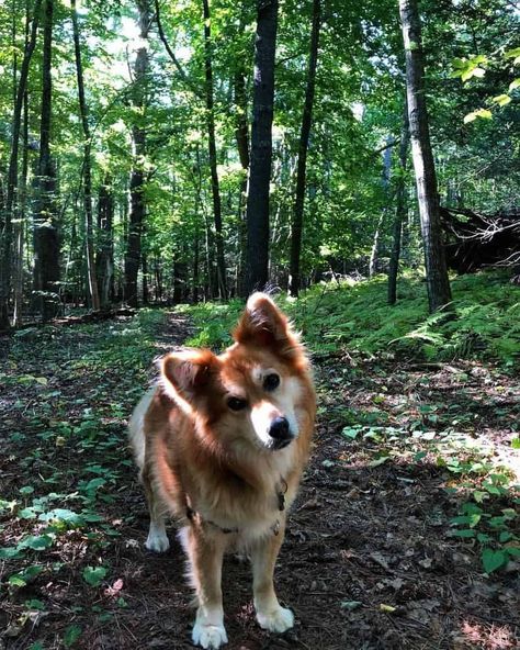 3 Reasons Why You Shouldn’t Get a Golden Retriever Corgi Puppy Golden Retriever crossed with Corgi puppies have an increased possibility of a high amount of shedding. This characteristic is due to the noted amount of shedding for both parent breeds. This situation could discourage some potential owners due to the effort required in cleaning […]