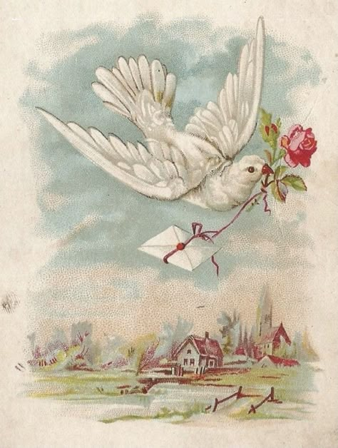 Symbol Drawing, Desain Quilling, White Dove, White Doves, Aesthetic Painting, Antique Postcard, Vintage Birds, Vintage Valentines, Vintage Postcard