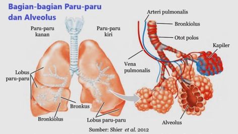 bagian paru-paru Materi Ipa, Lung Anatomy, Bio Art, Ipa, Anatomy, Angel, Media, Quick Saves, Art